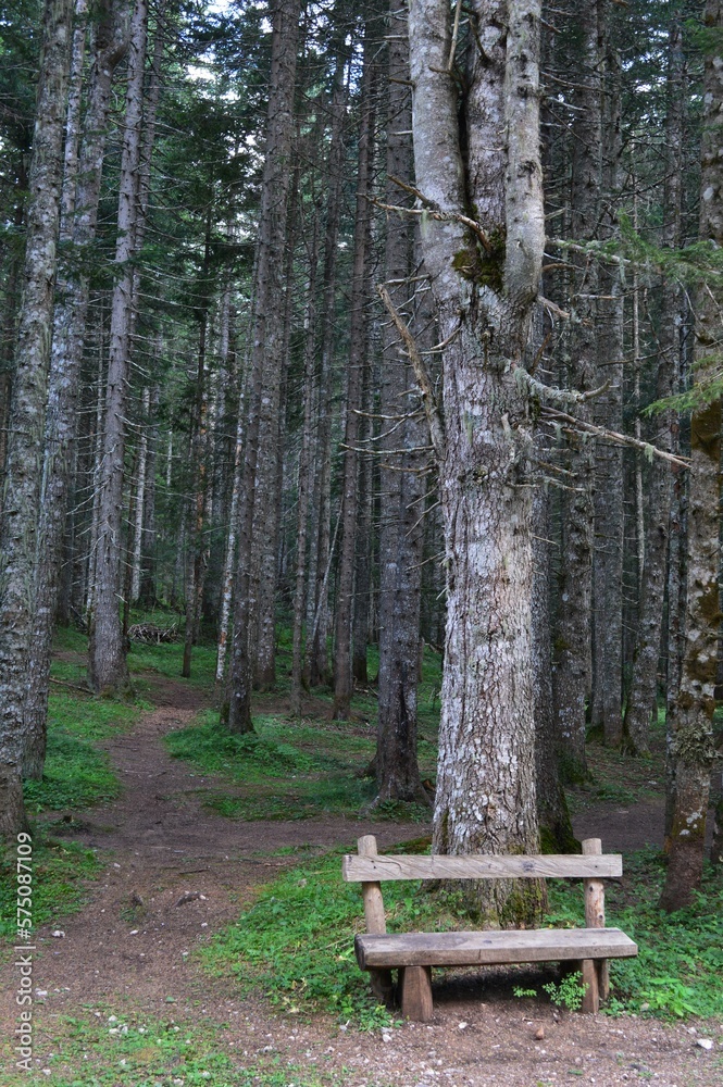 a bench in the forest on the mountain a bench in the forest on the mountain