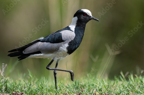 Vanellus armatus - Blacksmith Lapwing - Vanneau armé photo