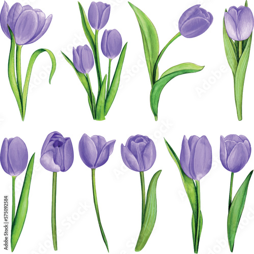 watercolor hand drawn colorful tulip