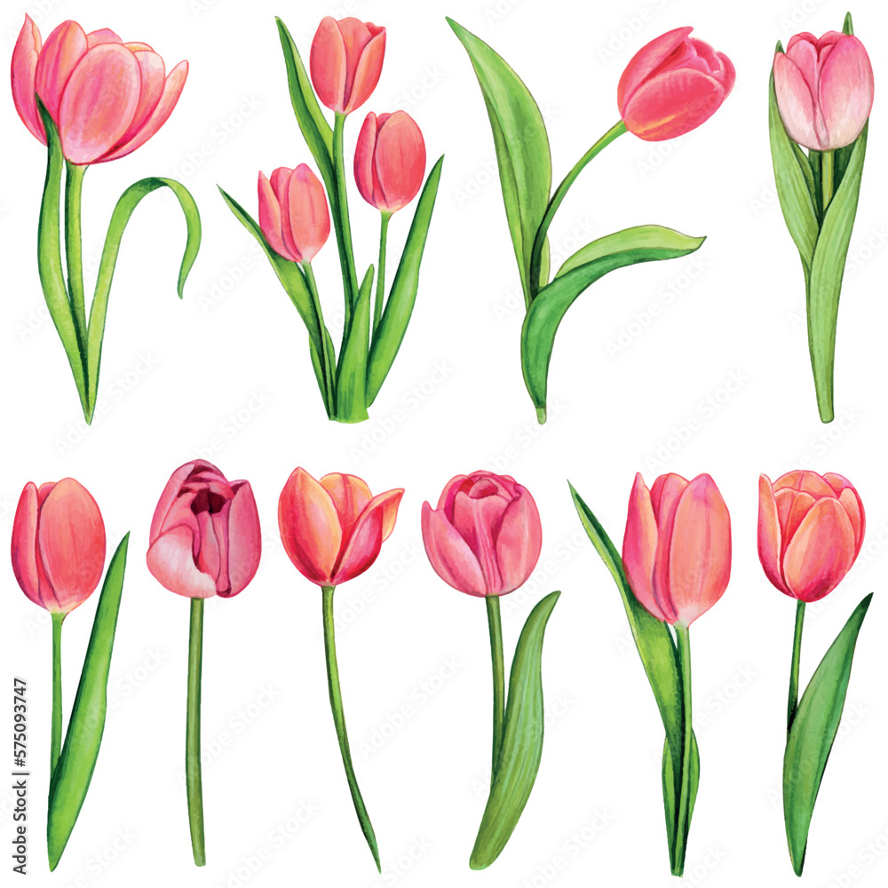Obraz premium watercolor hand drawn colorful tulip