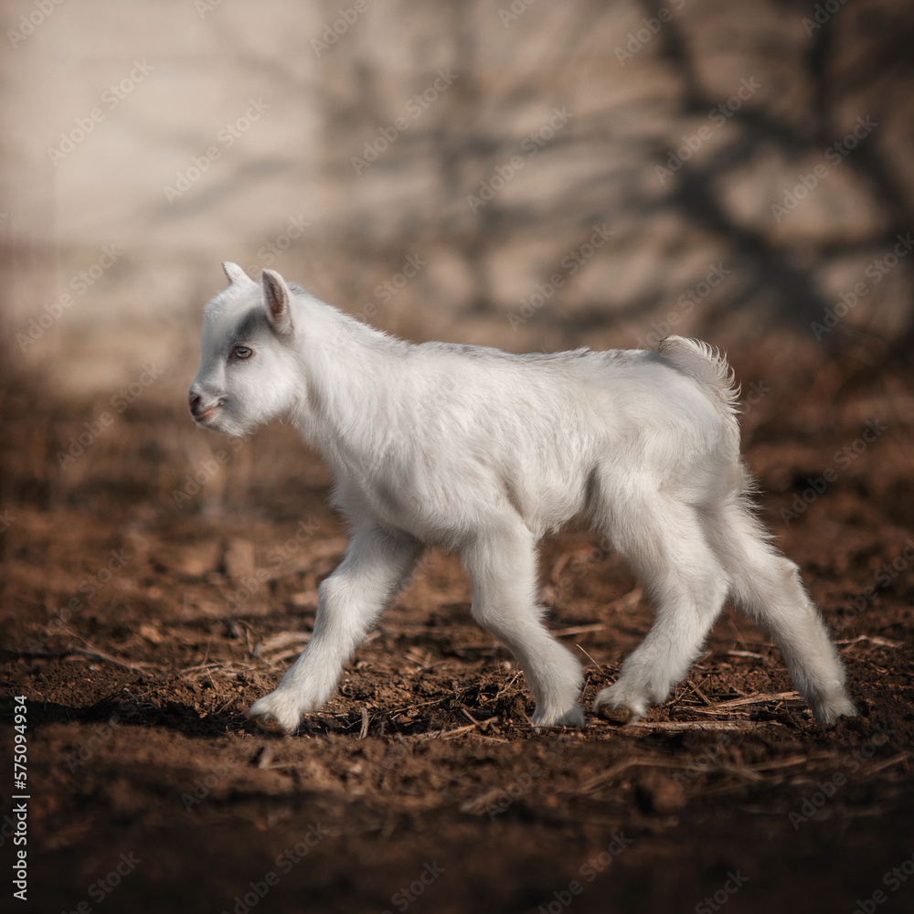 Baby goat beautiful photo portraits of a domestic animal in nature