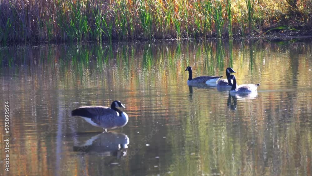 Warm Canadian evening on the goose lake Warm Canadian evening on the goose lake
