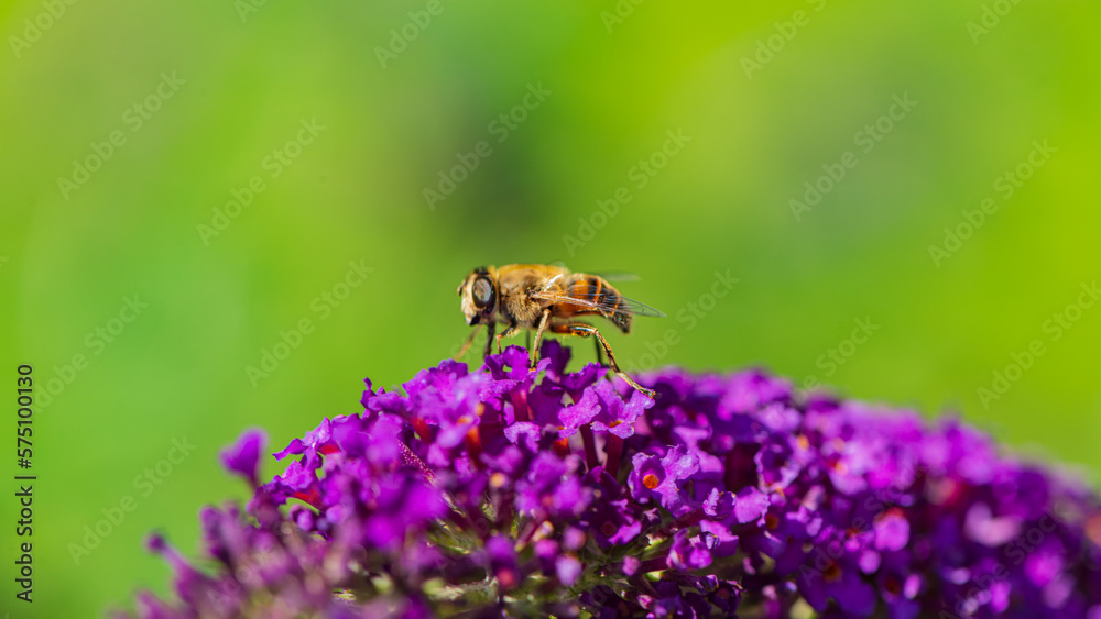 One drone collects nectar from a budley flower. One drone collects nectar from a budley flower.