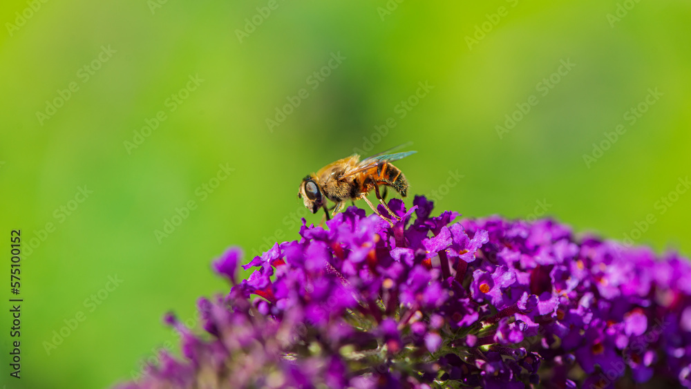 One drone collects nectar from a budley flower. One drone collects nectar from a budley flower.