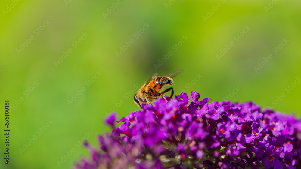 One drone collects nectar from a budley flower. One drone collects nectar from a budley flower.