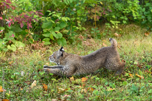 Bobcat (Lynx rufus) Pounces to Left Autumn photo