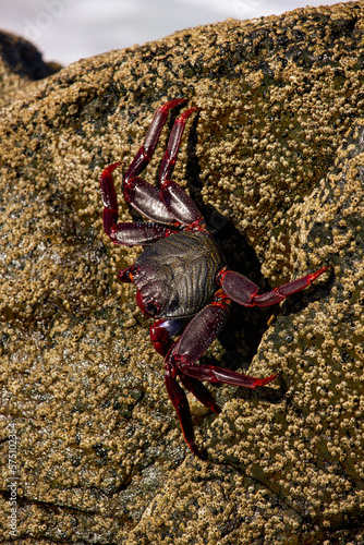 A vertical, up close photo of a crab crawiling over some volcanic rocks photo