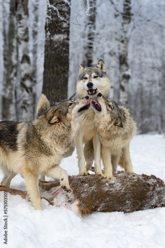 Fototapeta premium Younger Wolves (Canis lupus) Tongues Out at Face of Adult on Body of Deer Winter