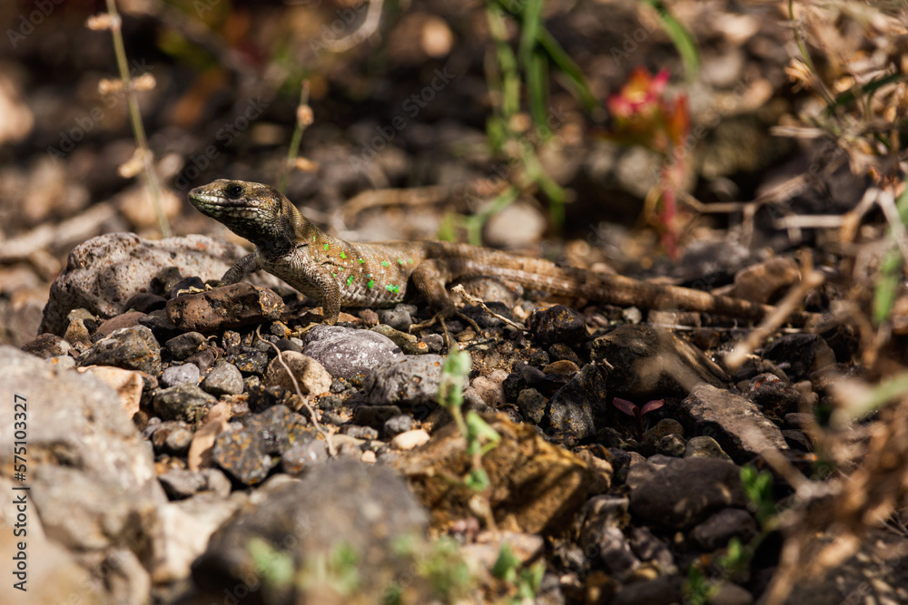 A horizontal photo of an up close view of a lizard in Fuerteventura looking dramatic 