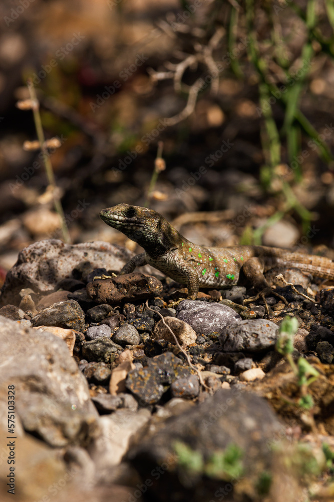 A vertical, up close picture of a lizard in Fuerteventura looking dramatic A vertical, up close picture of a lizard in Fuerteventura looking dramatic