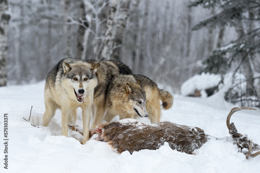 Obraz premium Wolf (Canis lupus) Looks Up From Pulling Fur Off Body of Deer Winter