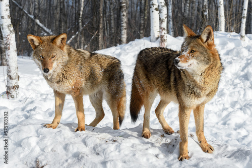Two Coyotes  Canis latrans  Stand Side by Side Near Woods Winter