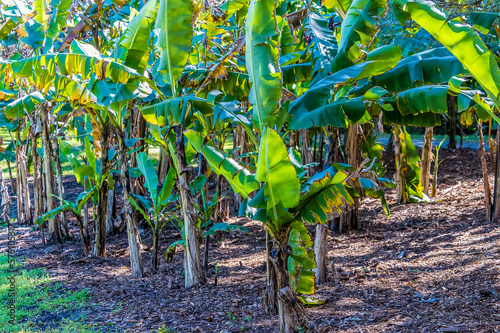 A view of banana trees growing near Fort Lauderdale, Florida on bright sunny day photo