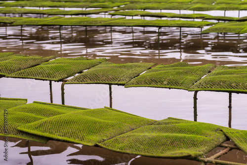 The Oyster Farm: A Model of Sustainable Marine Agriculture