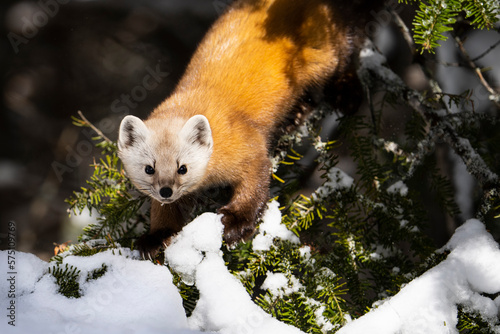 American marten foraging for food during winter in a national park.