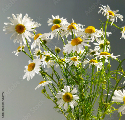 Bouquet of chamomile flowers. Flowering plants of white daisies illuminated by sunlight on a gray background