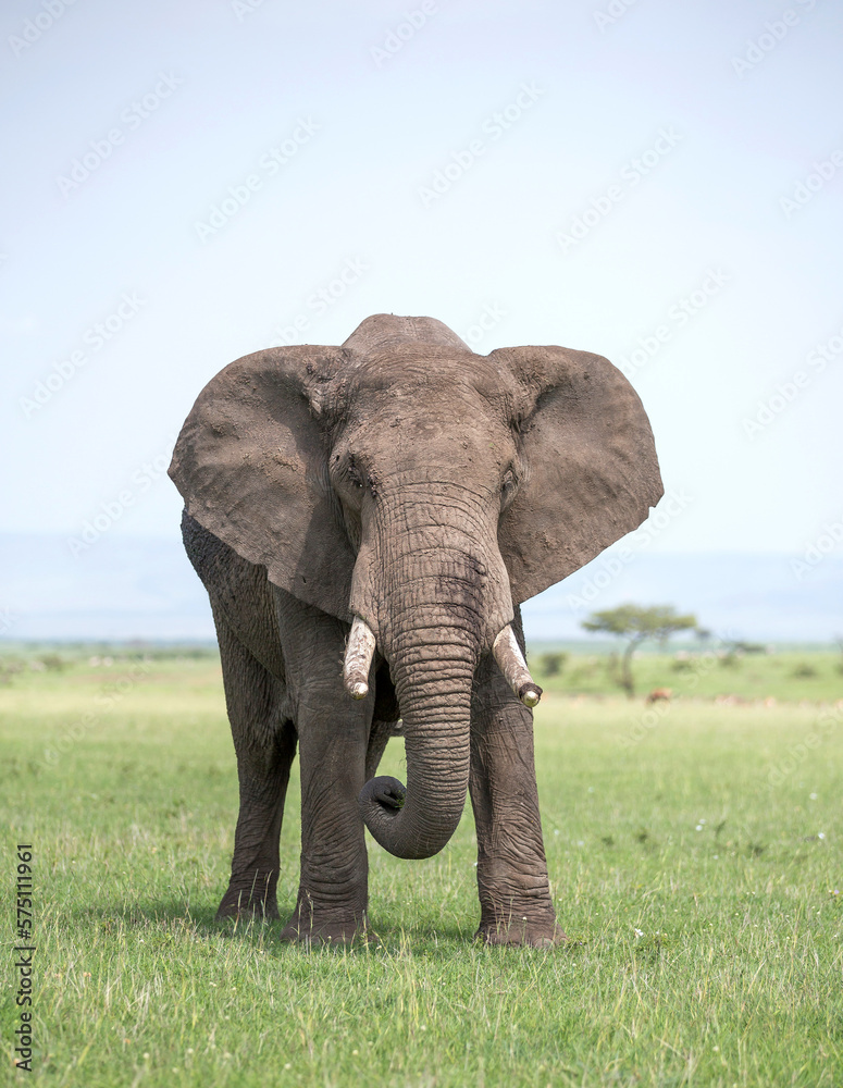 Fototapeta premium Elephant Face Off