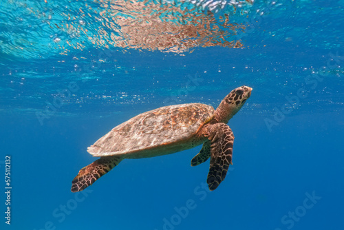 Hawksbill sea turtle in the blue ocean underwater