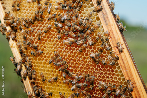 api e miele all'interno del favo. apicoltore con tuta protettiva controlla le api in primavera. apicoltura biologica, polline, cera api. campagna. photo