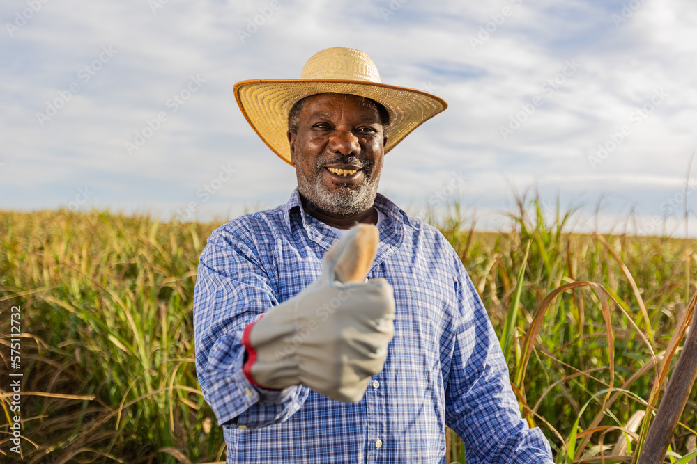 Black farmer happy with sugar cane crop making thumbs up with hand and smiling. Brazilian farmer. Sugarcane farm.