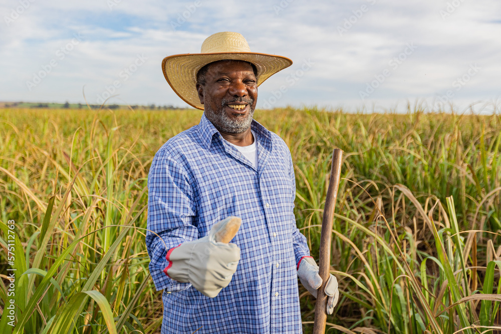 Black farmer happy with sugar cane crop making thumbs up with hand and Black farmer happy with sugar cane crop making thumbs up with hand and