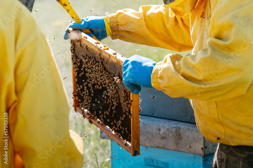 api e miele all'interno del favo. apicoltore con tuta protettiva controlla le api in primavera. apicoltura biologica, polline, cera api. campagna.