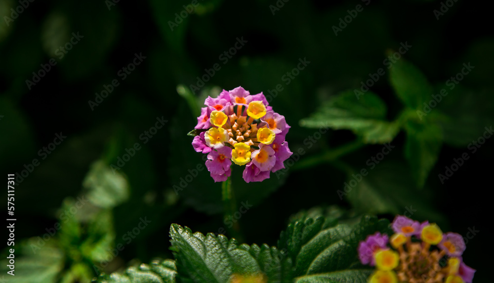 Beautiful rare flowers,under the rays of the sun,close-up on a green background ,in the garden Beautiful rare flowers,under the rays of the sun,close-up on a green background ,in the garden