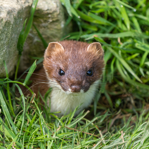 Close up of a Stoat Head © Stephan Morris 