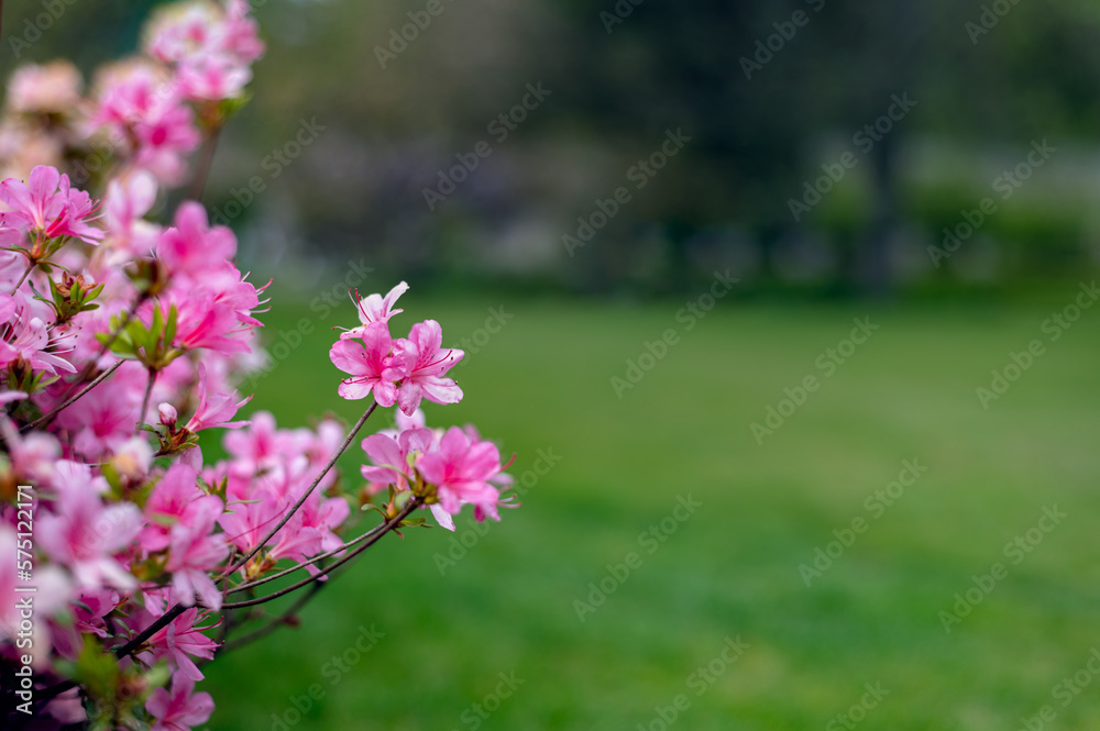 Obraz premium Beautiful Garden with blooming trees and bushes during spring time, England, Wales, UK, early spring flowering azalea shrubs