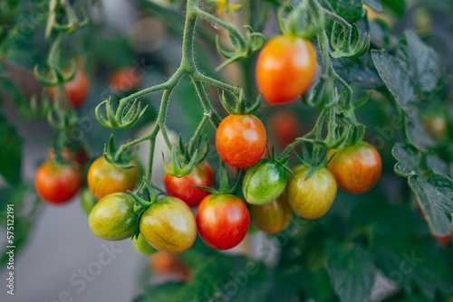 Wallpaper Mural Ripe tomato plant growing in greenhouse. Fresh bunch of red natural tomatoes on a branch in organic vegetable garden.  Torontodigital.ca