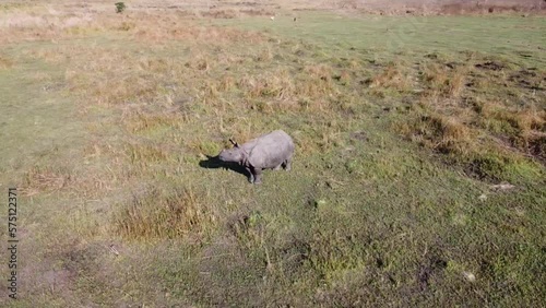 360 degree drone view of one horned rhino calf of Manas National Park photo