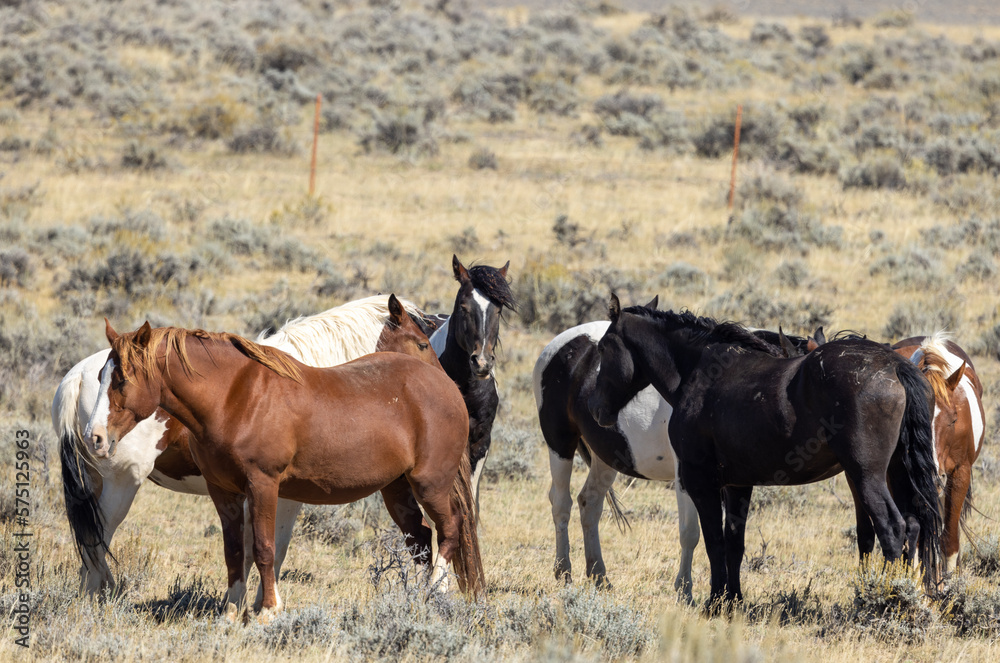 Wild Horses in Autumn in the Wyoming Desert Wild Horses in Autumn in the Wyoming Desert