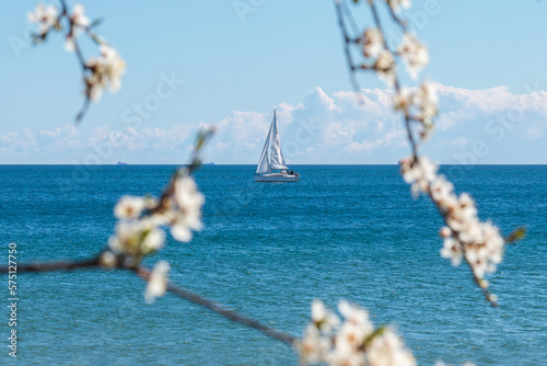 Spring at the Baltic sea. Yacht sailing seen through the blossomed tree in Gdynia, Poland
