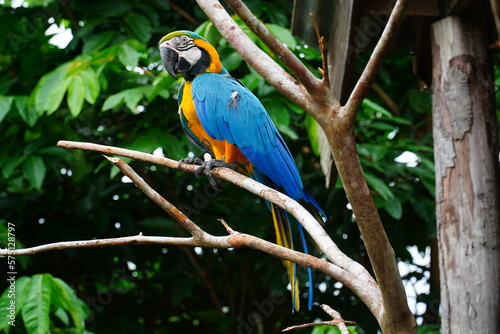Blue and Yellow Macaw (Ara ararauna) on a tree in Amazon rainforest. Ist also known as the blue-and-gold macaw, Psittacidae family. Novo Airao, Amazonas, Brazil.