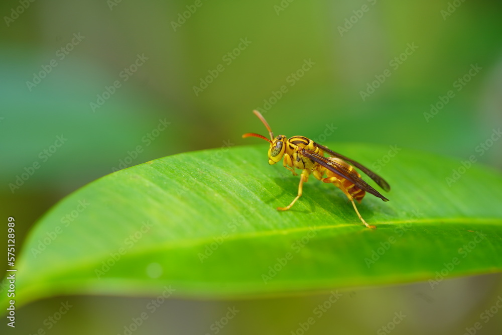 Brazilian  Pseudopolybia Vespiceps paper wasp resting on leaf in Amazon rainforest. Near Novo Airao, Amazonas state, Brazil. 