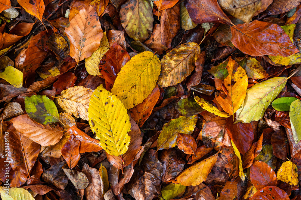 Herbstlaub Herbstlaub