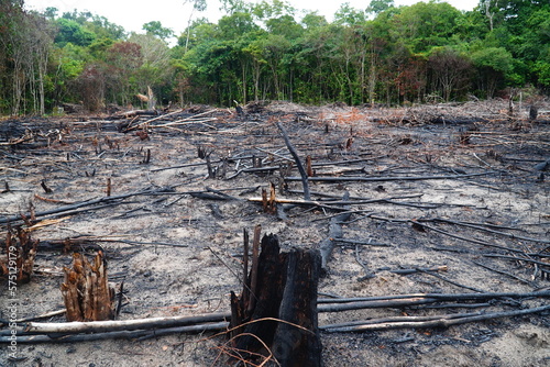 Panoramic view of an area of rainforest recently destroyed by slash and burn. For only a few years it will be suitable for growing cassava and other crops. Novo Airao district, Amazonas state, Brazil. photo
