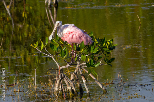 Close view of a Roseate spoonbill perched on a mangrove, seen in the wild in the Everglades photo