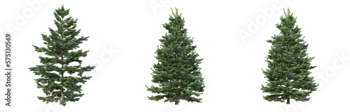 Collection of conifers, Christmas trees, alpha channel, transparent background