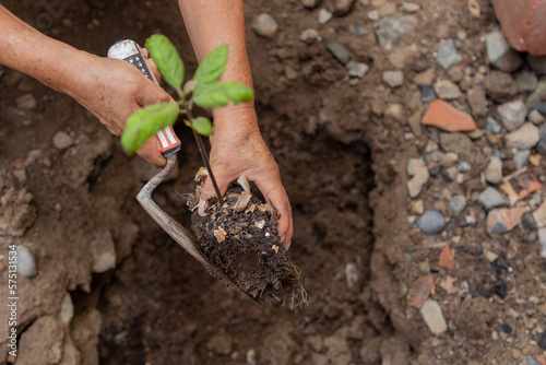 Dos personas plantando un árbol de aguacate con una herramienta pequeña, concepto de naturaleza y la tierra