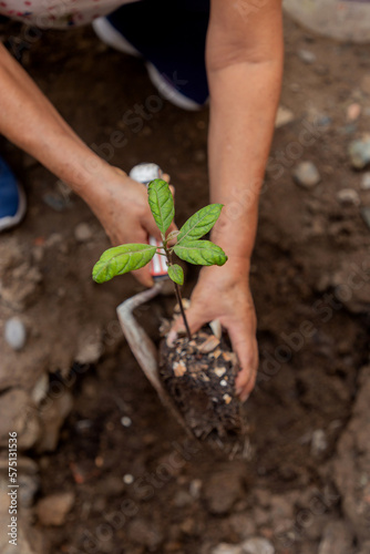 Dos personas plantando un árbol de aguacate con una herramienta pequeña, concepto de naturaleza y la tierra