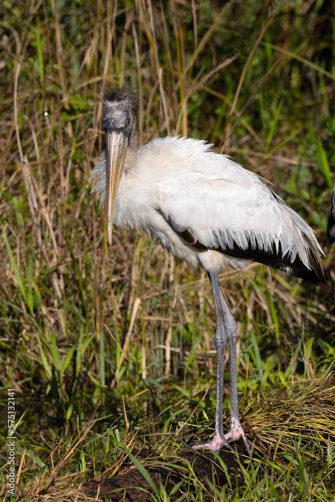 Fototapeta premium Wood stork, seen in the wild in the Everglades