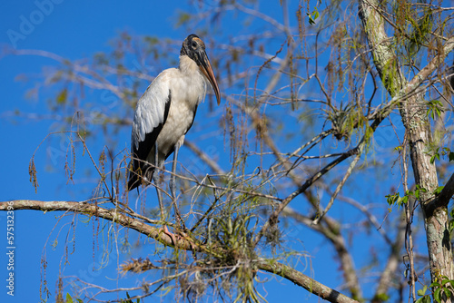 Wood stork perched, seen in the wild in the Everglades