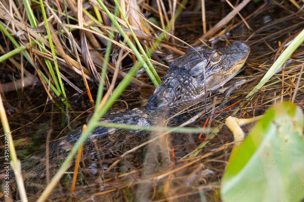 Very young American alligator, seen in the wild in the Everglades Very young American alligator, seen in the wild in the Everglades