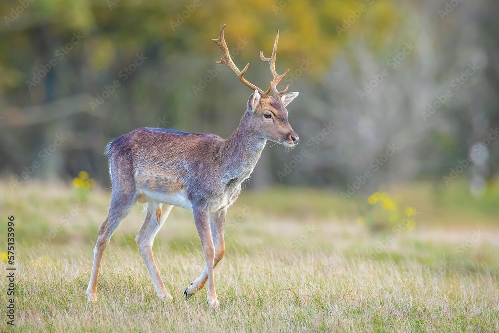 Fallow deer, Dama Dama, grazing in a field Fallow deer, Dama Dama, grazing in a field