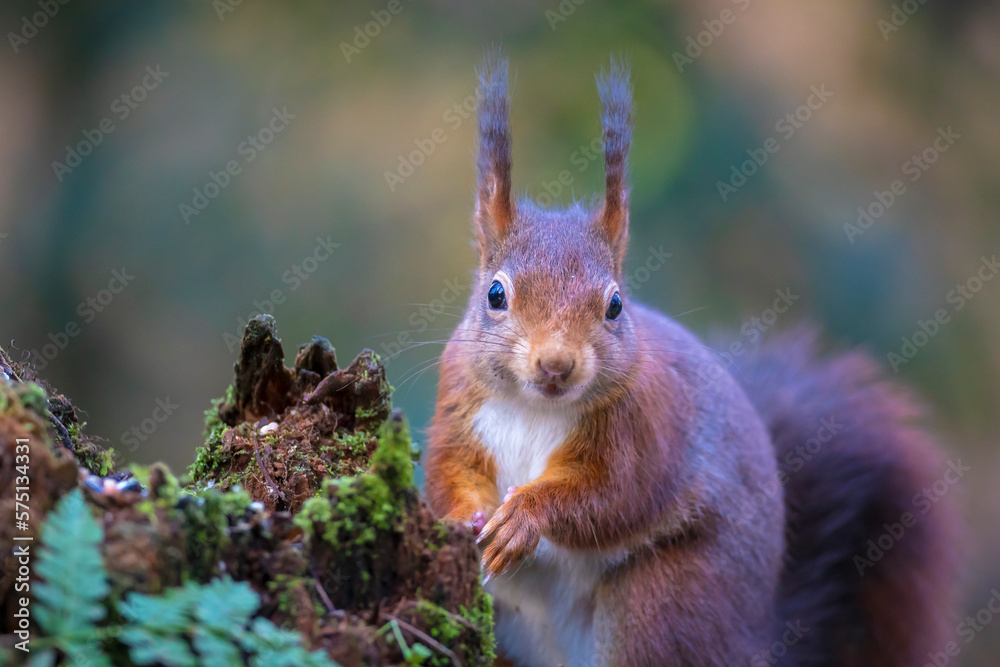 Fototapeta premium Closeup of a Eurasian red squirrel, Sciurus vulgaris, eating nuts in a forest.