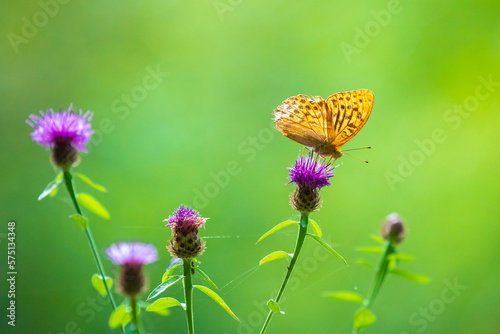 Silver-washed fritillary, Argynnis paphia, butterfly closeup © Sander Meertins
