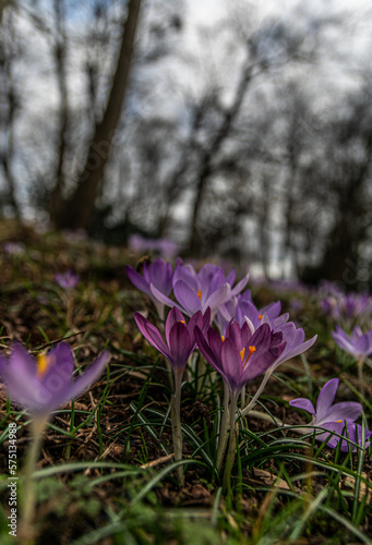 violette Krokusse © Frank