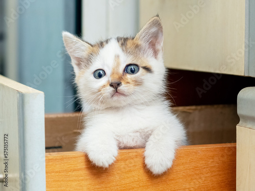 A small beautiful kitten is sitting in the kitchen in a box and is looking intently at the camera. Interesting and funny cats