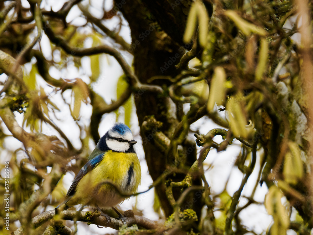 Fototapeta premium Blue tit sitting in a hazel bush with equally yellow catkins all around due to spring